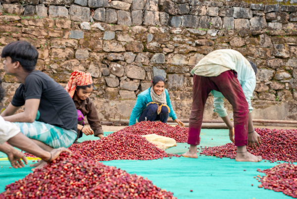 India Coffee, selection of red cherries