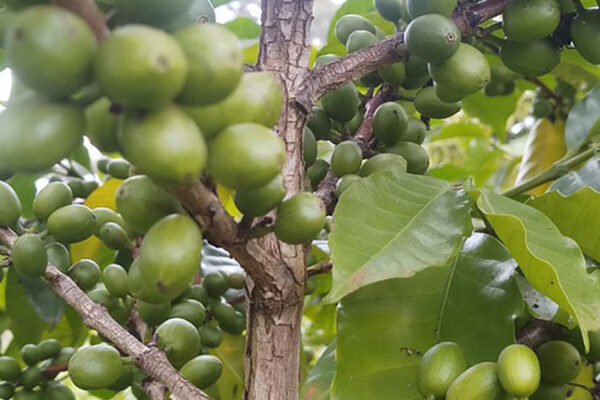 Cocuma Ethiopia Kaffee natural