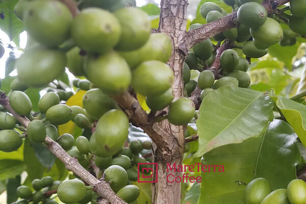 Cocuma Ethiopia Kaffee natural
