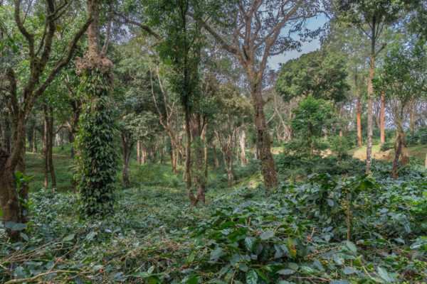India Canephora natural aus dem Dschungel - wo über uns die Affen tanzen und der Kaffee neben Tee und Pfeffer wächst.