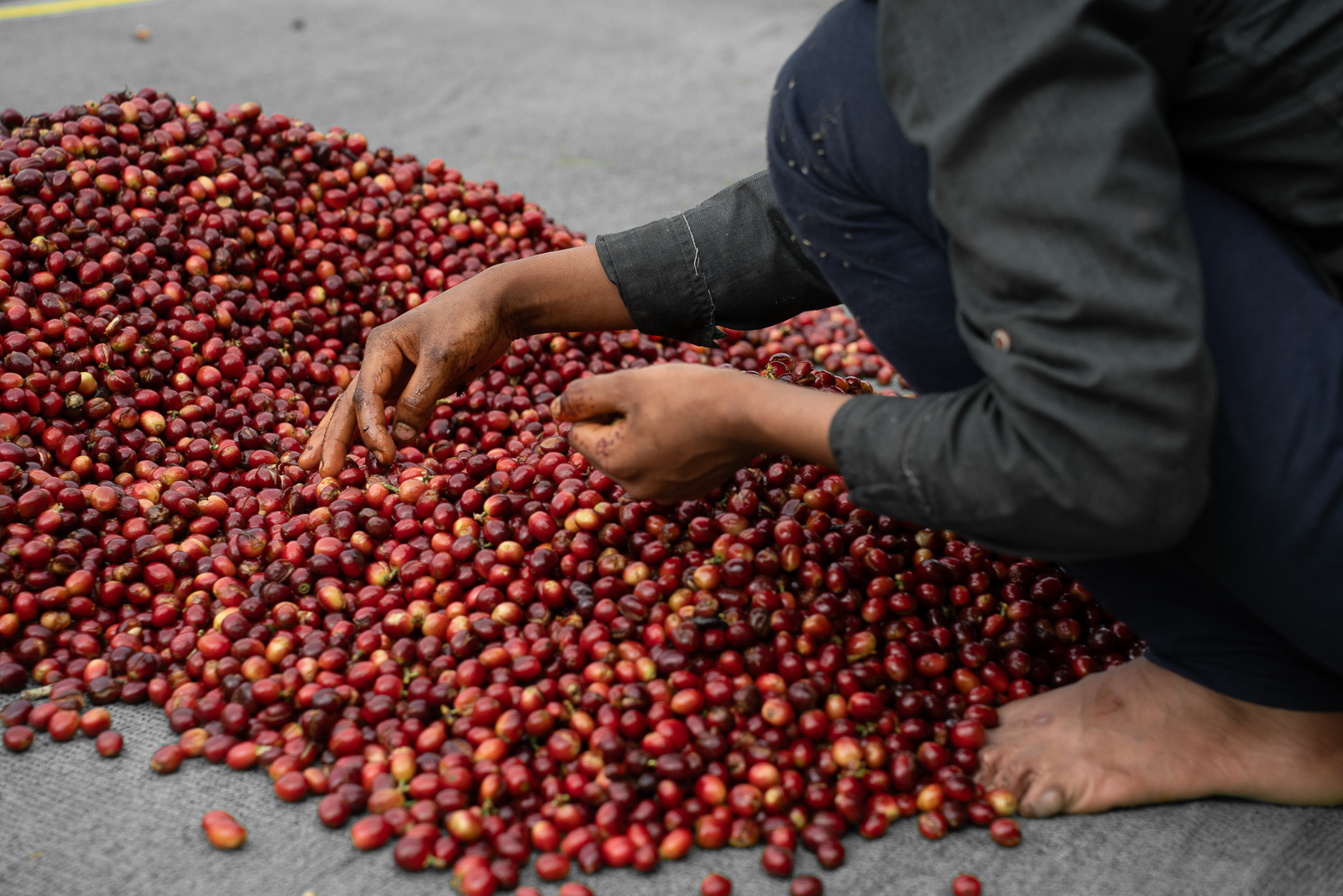 Cocuma Kaffee Selektion